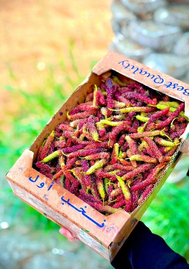 1 kg Pakistani Red Mulberries