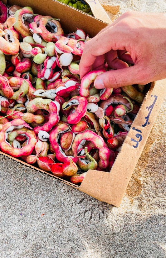 1 kg Manilla Tamarind