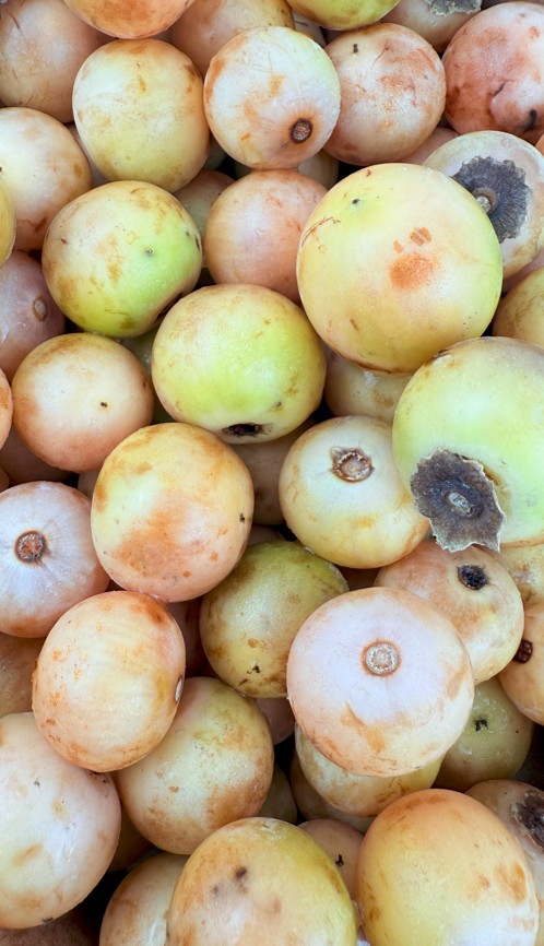 Yellow Cordia myxa 2 kg