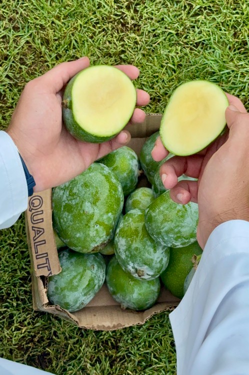 4 kg Sour Green Mangoes (Haddal)