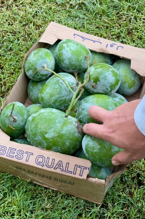 4 kg Sour Green Mangoes (Haddal)